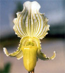 Paph fairrieanum album ('Havice Creek' x self)